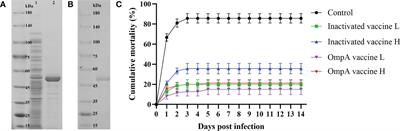 Immunogenicity and protective efficacy of OmpA subunit vaccine against Aeromonas hydrophila infection in Megalobrama amblycephala: An effective alternative to the inactivated vaccine